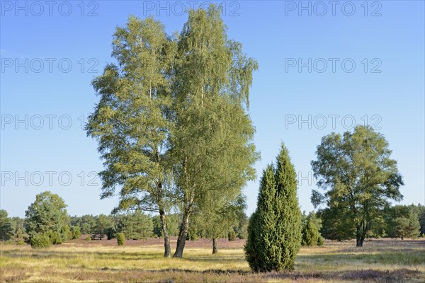 Heathland