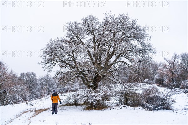 Young girl in a yellow jacket walking through the snow next to a tree. Snow in the town of Opakua near Vitoria in Araba