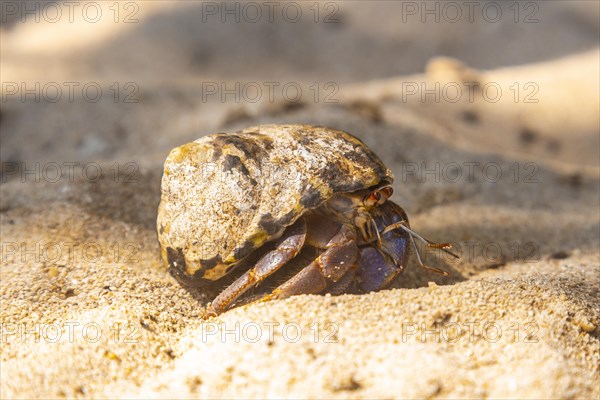 A sea snail on Cocalito Beach in Punta de Sal in the Caribbean Sea