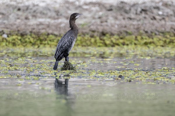 Pygmy Cormorant