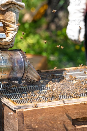 Bee boxes at the beekeeper