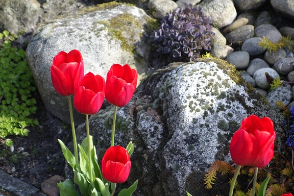 Red tulips