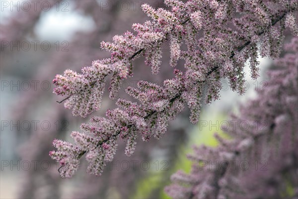 Flowering tamarisk twigs