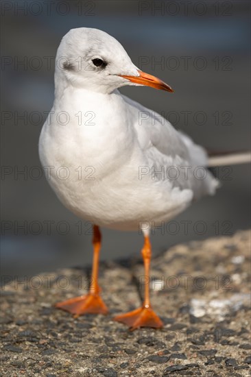 Black-headed Black-headed Gull in plain dress outside the breeding season