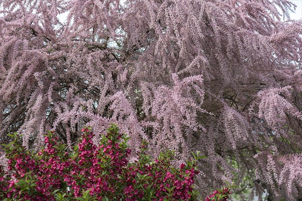 Flowering tamarisk twigs