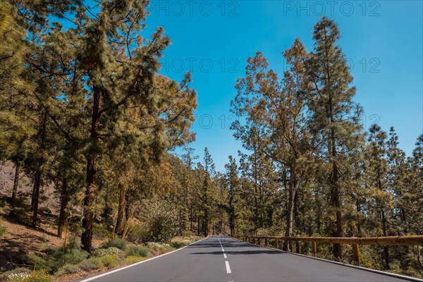 Forest road on the way up to the Teide Natural Park in Tenerife