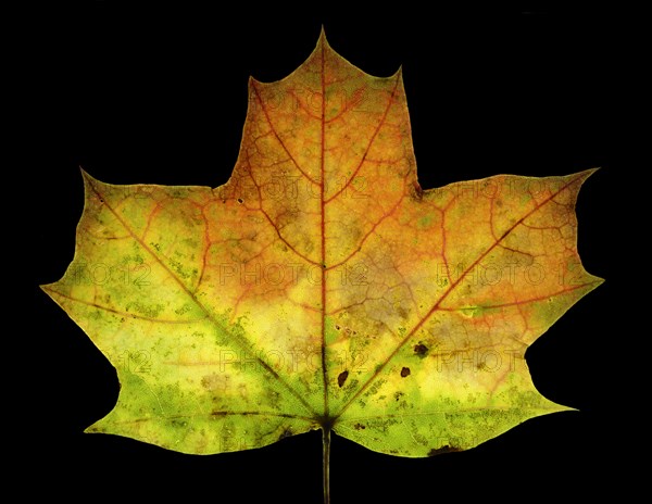 Autumn coloured leaf of a maple