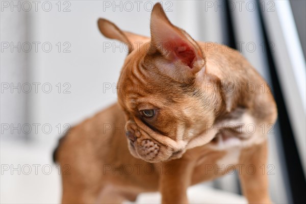 10 weeks young Mocca French Bulldog dog puppy