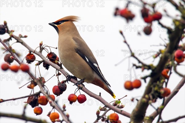 Bohemian waxwing