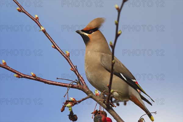 Bohemian waxwing