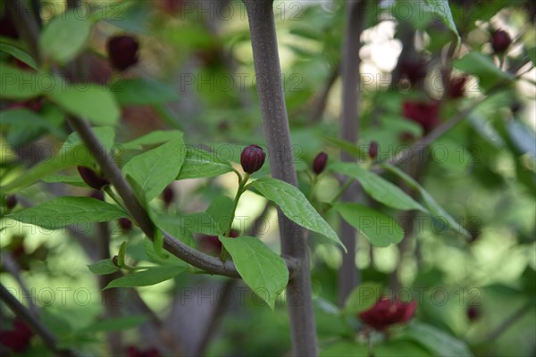 Spring at Snug Harbor Cultural Center and Botanical Garden