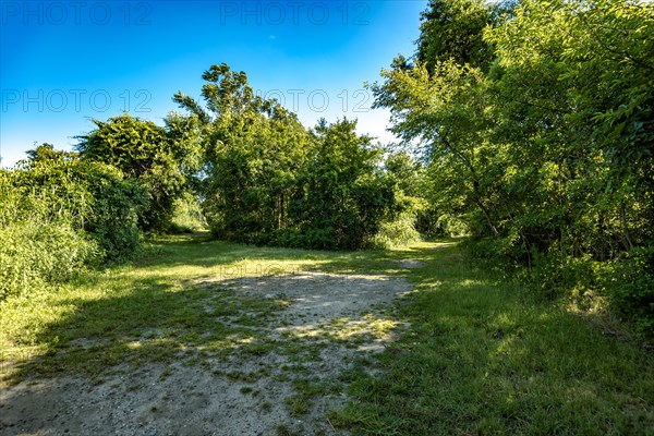 On the Millstone Trail towards the Dead Horse Bay off the Barren Island and Floyd Bennett Field. Brooklyn