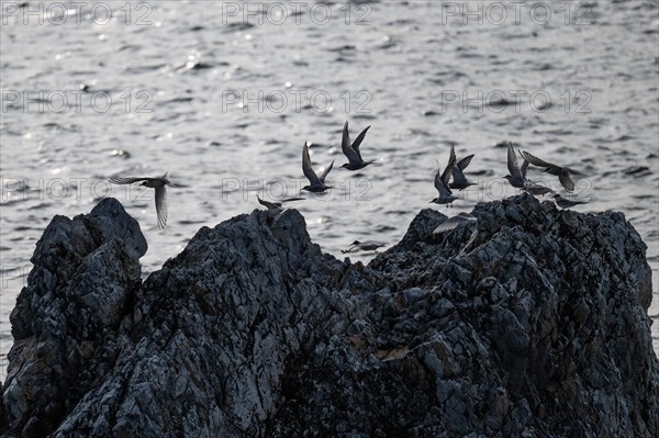 Arctic terns