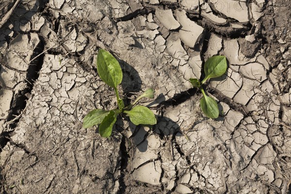 Perennial plants growing through dried and cracked mud in spring