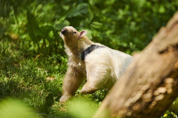 Southern tamandua