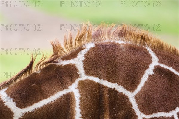 Reticulated giraffe