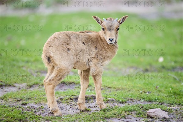 Barbary sheep