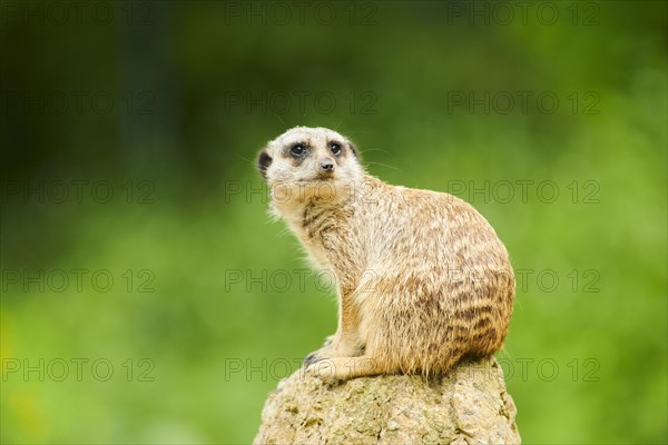 Meerkat