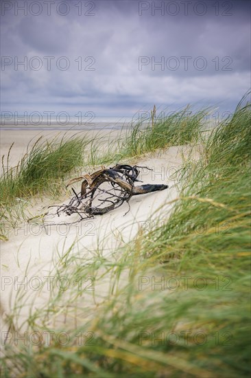 Dune landscape on the North Sea coast in De Panne