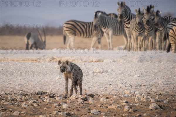 Spotted hyena