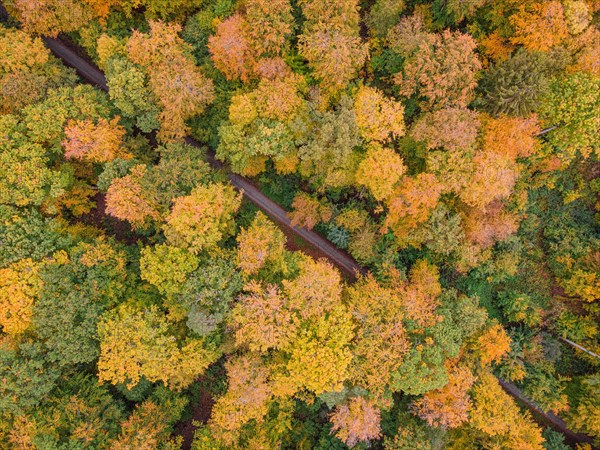 The foliage of the trees at the Hattsteinweiher pond near Usingen in Taunus is beginning to turn autumnal yellow and orange.