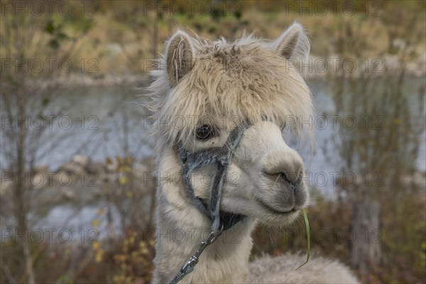 Alpacas