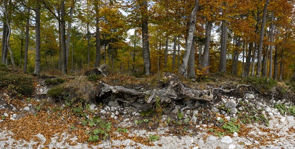 Colourful trees in autumn