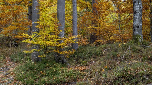 Colourful trees in autumn