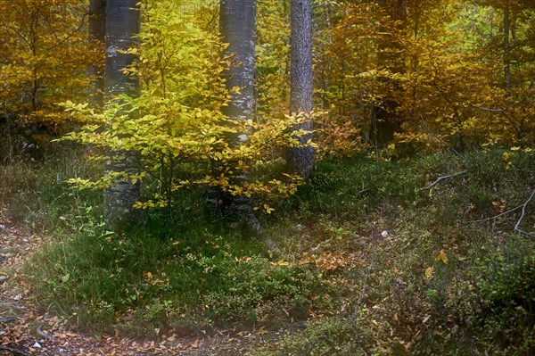 Colourful trees in autumn