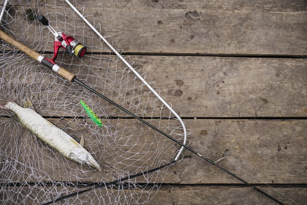 Freshly caught fish inside fishing net with fishing rod