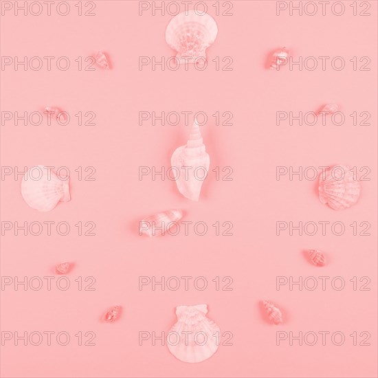 Seashells decoration pink background