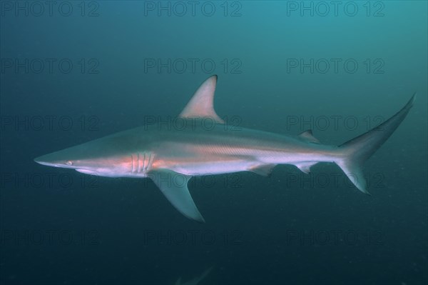 Blacktip shark