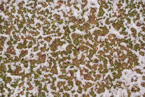 Layer of white snow on grass in the winter garden