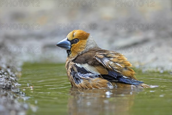 Hawfinch