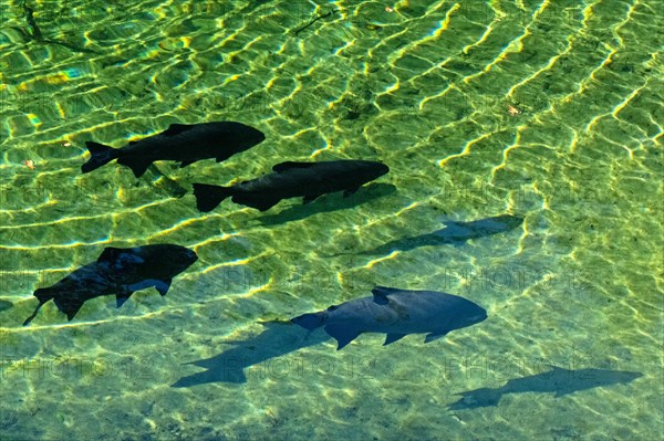 Black pacu