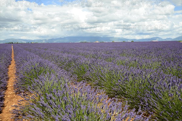 Flowering lavender