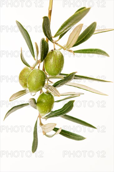 Olive branch with green olives with dewdrops isolated on white background