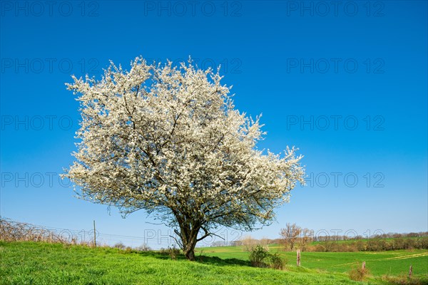 Solitary flowering cherry tree