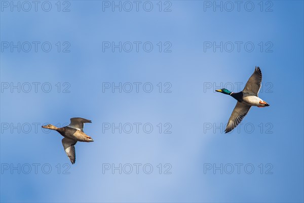 Mallard Duck