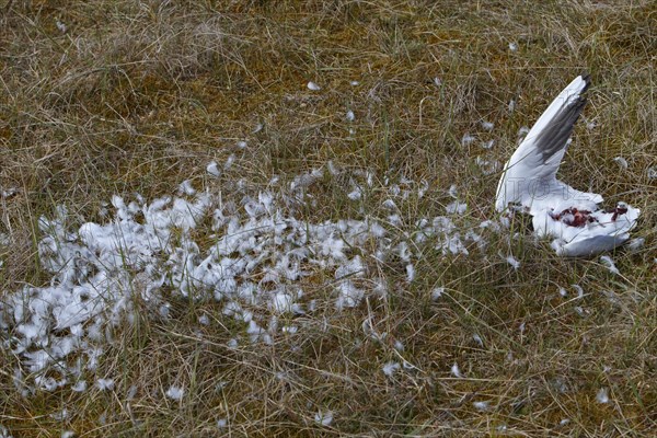 Discovery of a dead black-headed gull