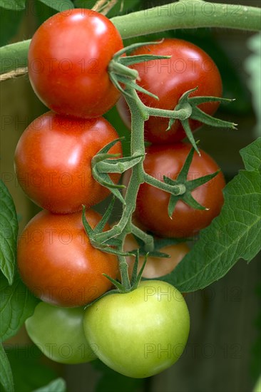 Tomatoes