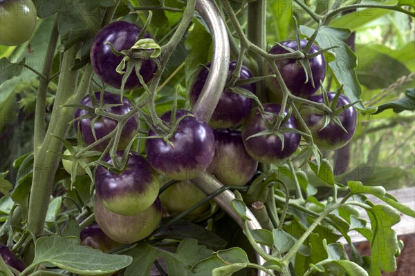 Purple tomatoes