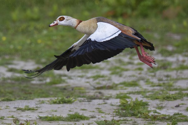 Egyptian goose