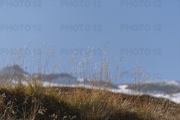 Grasses backlit against blue sky