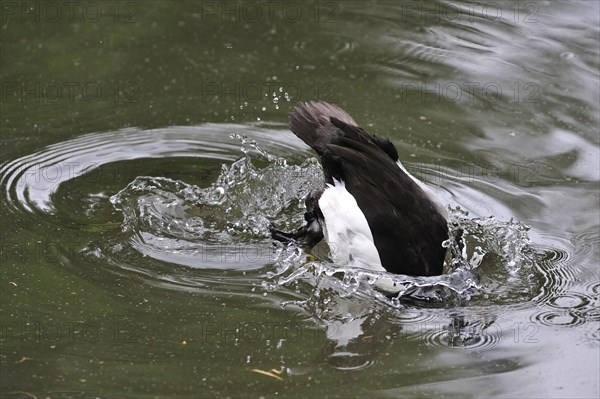 Tufted duck