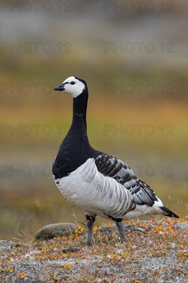 Barnacle goose