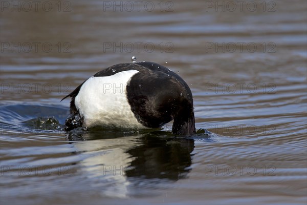 Tufted duck