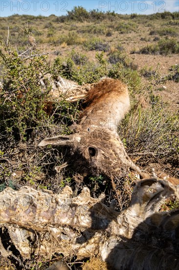 Guanacos carcass near Cabo Raso