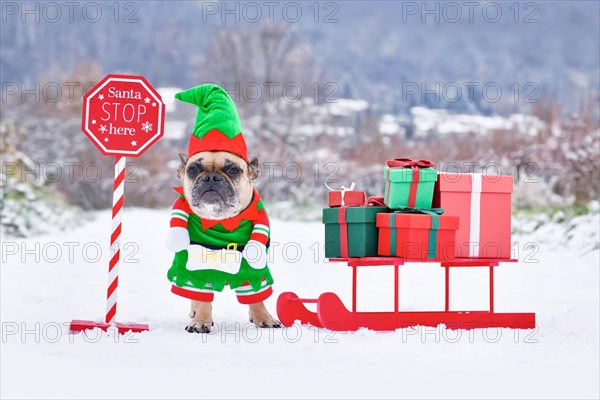 French Bulldog dog wearing Christmas elf costume next to sledge with gift boxes in winter landscape