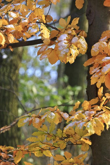 Trees in late autumn with first snow